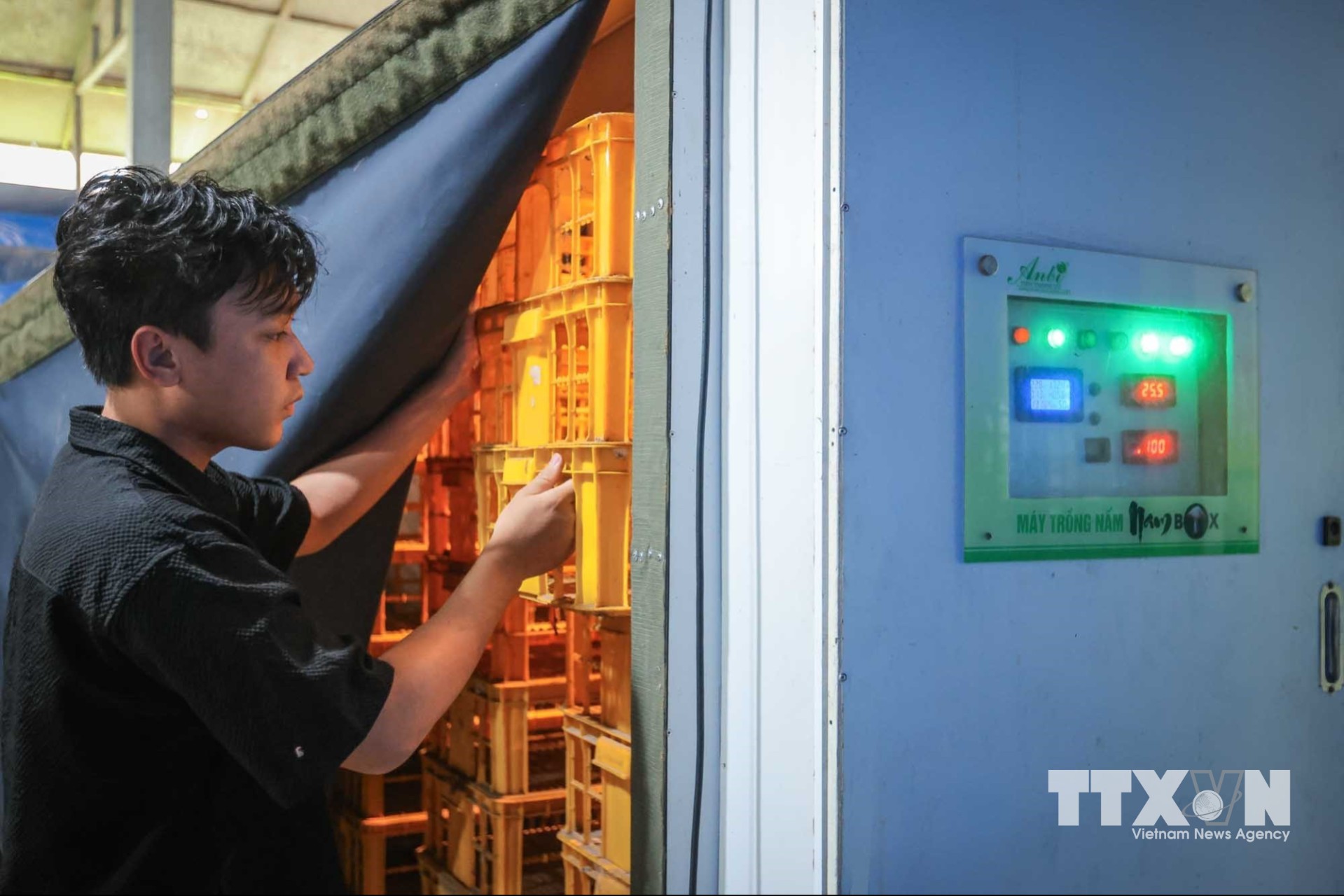 Máy trồng nấm tự động đạt giải Ba Hội thi Sáng tạo kỹ thuật TP Cần Thơ lần thứ 13 năm 2024 - 2025, đang được hiệu chỉnh nhằm tăng hơn nữa năng suất, giảm thời gian trồng các loại nấm cũng như cải thiện chất lượng nông sản. (Ảnh: Hoàng Hiếu/TTXVN)